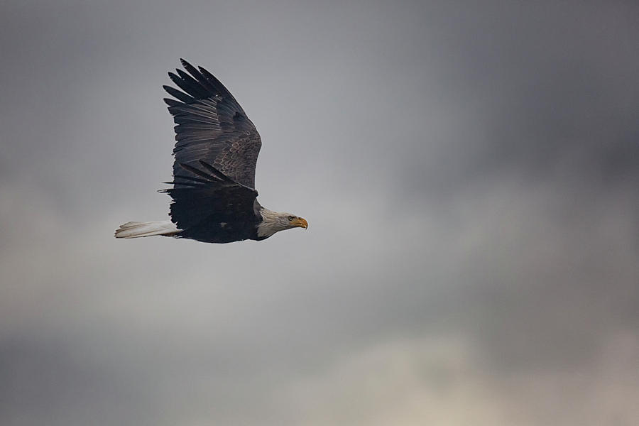 Cowichan Eagle Photograph by Randy Hall