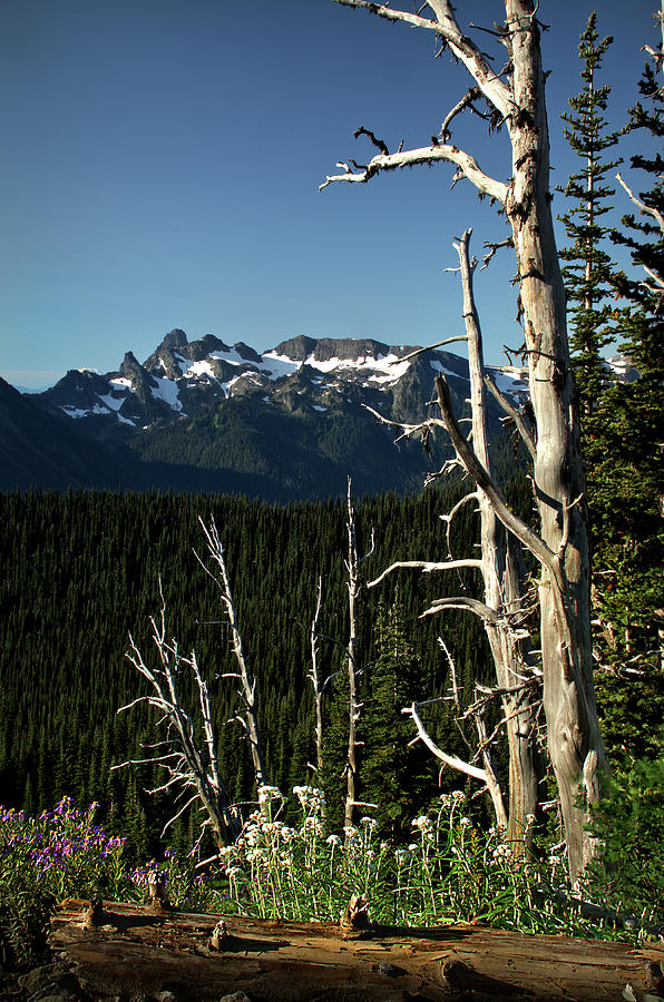 Cowlitz Chimneys and Snags in Mount Rainier National Park Photograph by Scenic Edge Photography