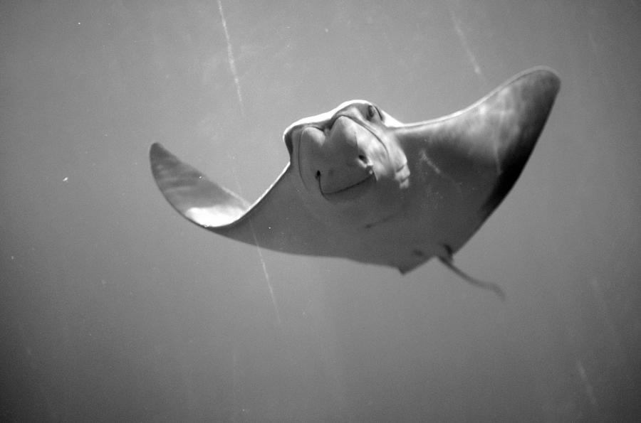 Cownose Stingray Photograph by Henry Horenstein