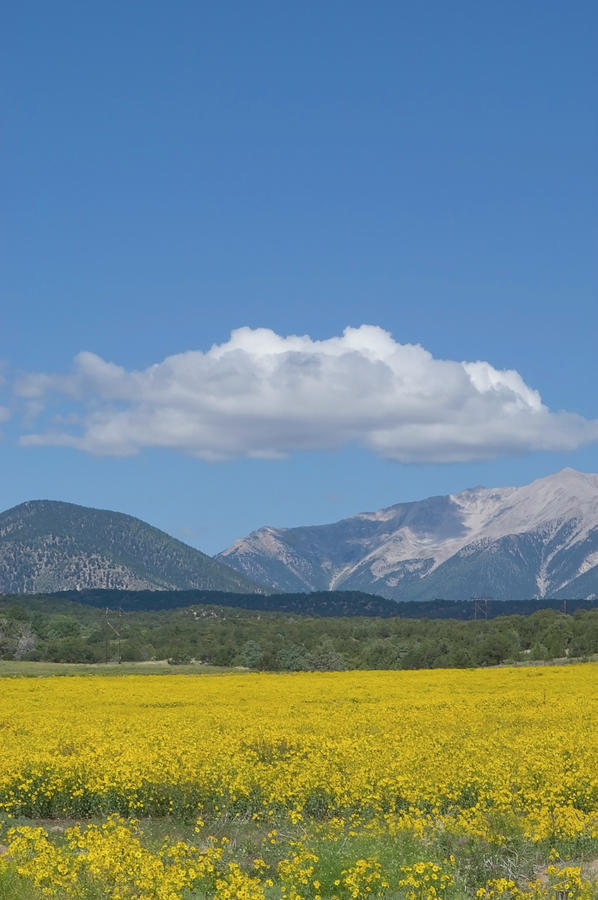 Cowpen Daisies And Mount Antero Photograph by Chapin31