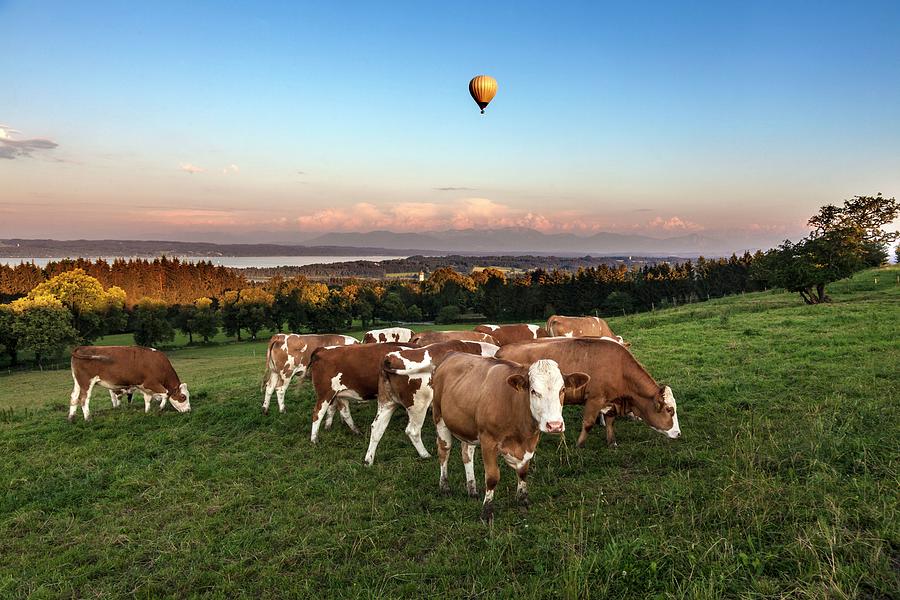Cows & Hot Air Balloon Digital Art by Christine Wawra