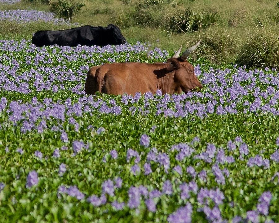 Cows and Flowers Photograph by Michelle Miller - Fine Art America