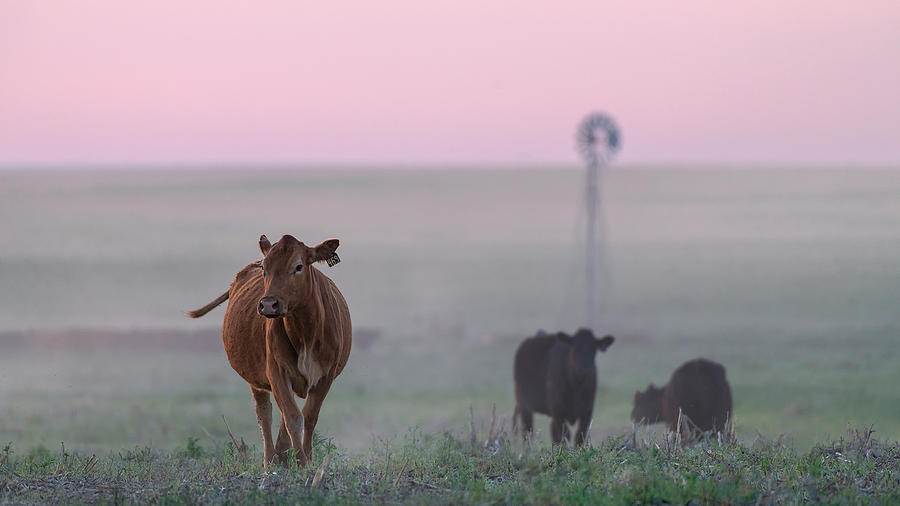 Cows At Dusk Photograph by Mei Xu