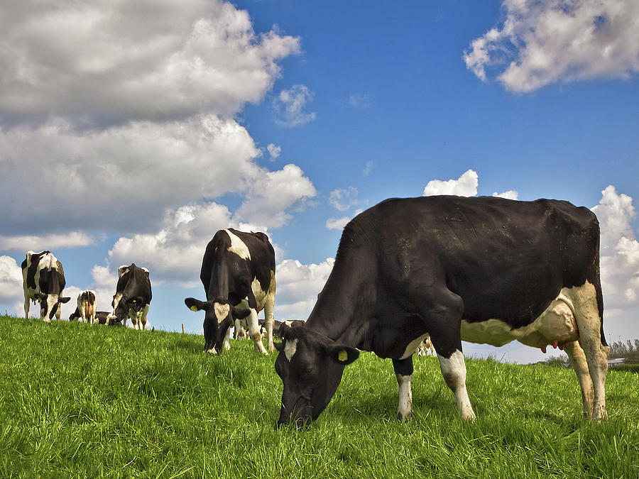 Cows At Grass by Photograph Taken By Alan Hopps