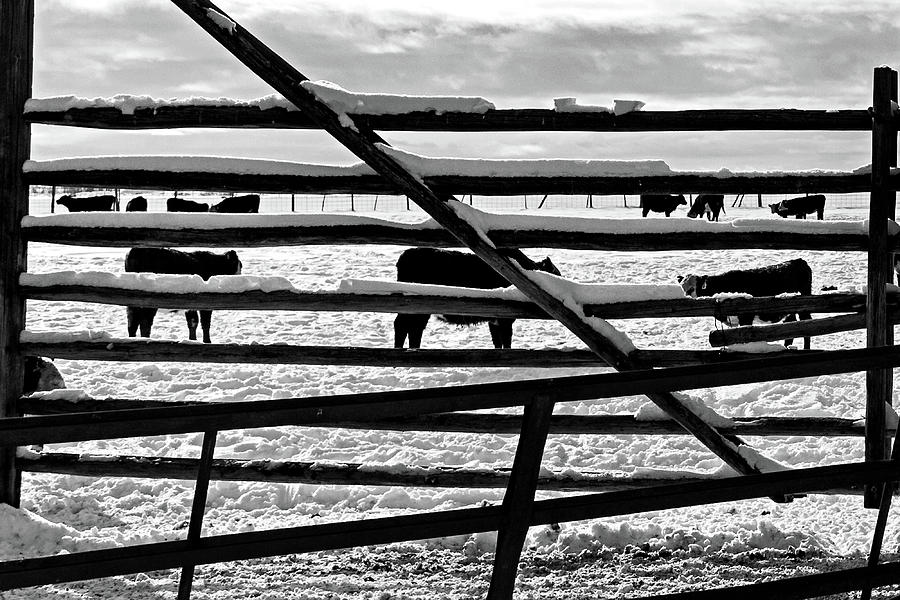 Cows behind the fence  Photograph by Julieta Belmont