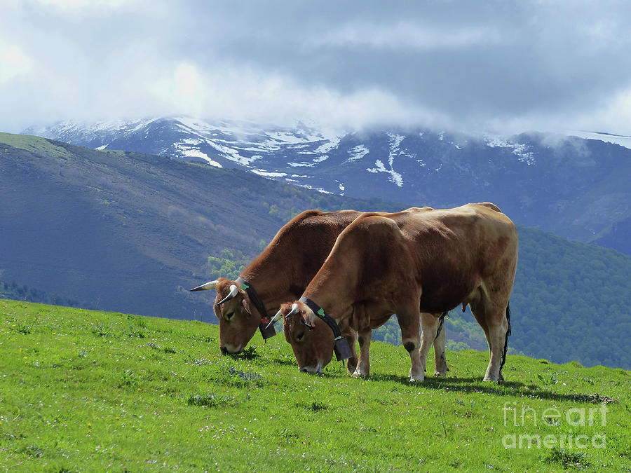 Two Cows - Cantabrian Mountains - Spain Photograph by Phil Banks