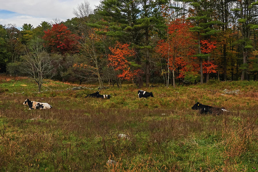 Cows Chilling in Orange MA Fall New England Photograph by Toby McGuire