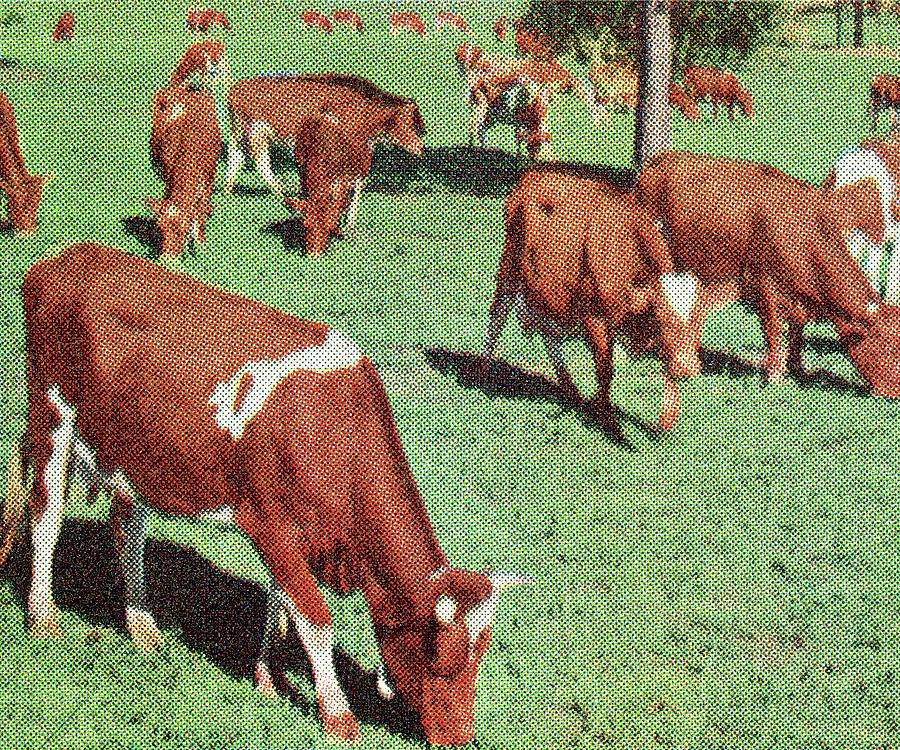 Vintage Drawing - Cows by CSA Images