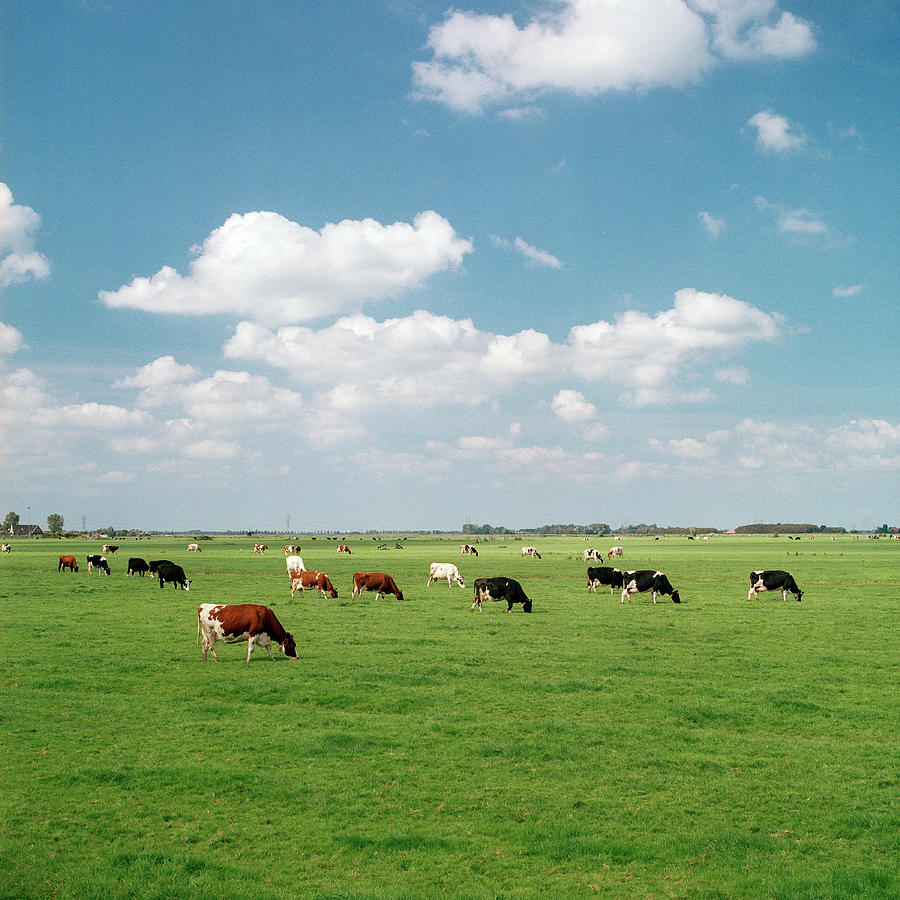 Top 99+ Images picture of cows in a field Excellent