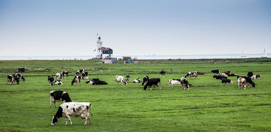 Cows Grazing In Netherlands Countryside Photograph by Buena Vista Images