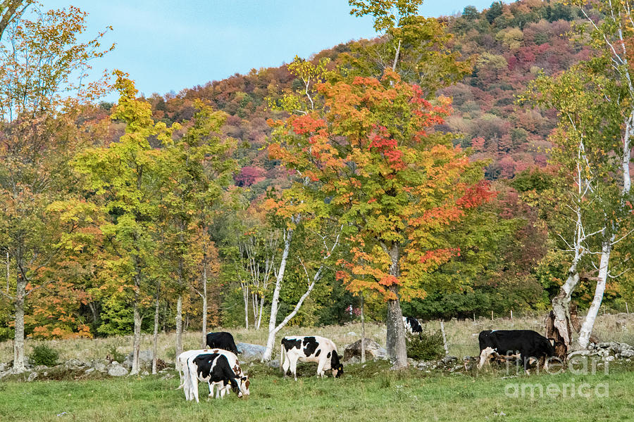 Cows Grazing Photograph by John Greco