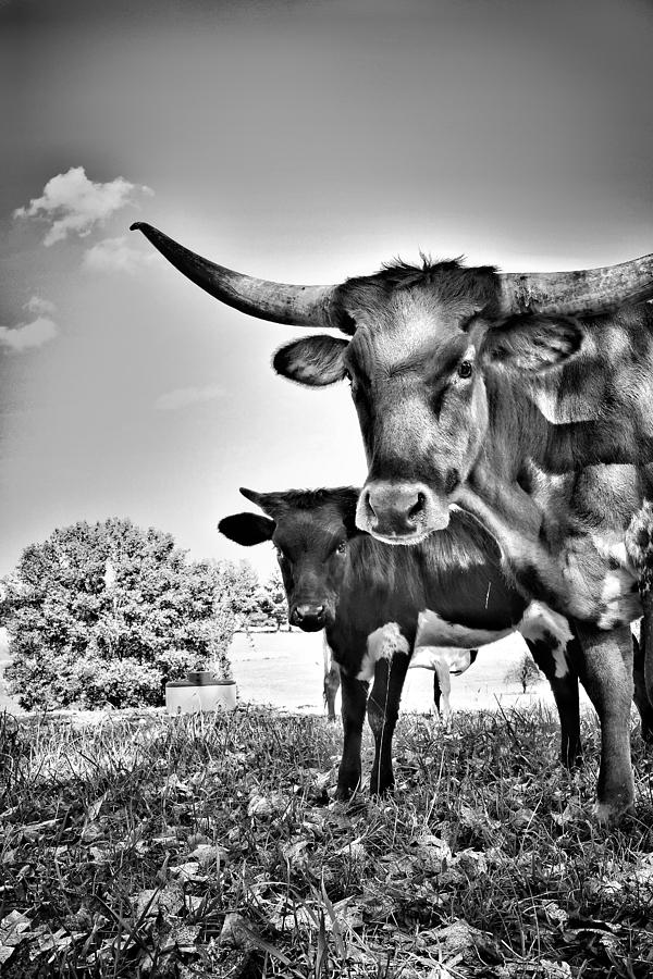 Cows Grazing  Photograph by Joseph Caban