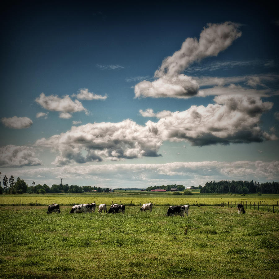 Cows Grazing Photograph by Knape