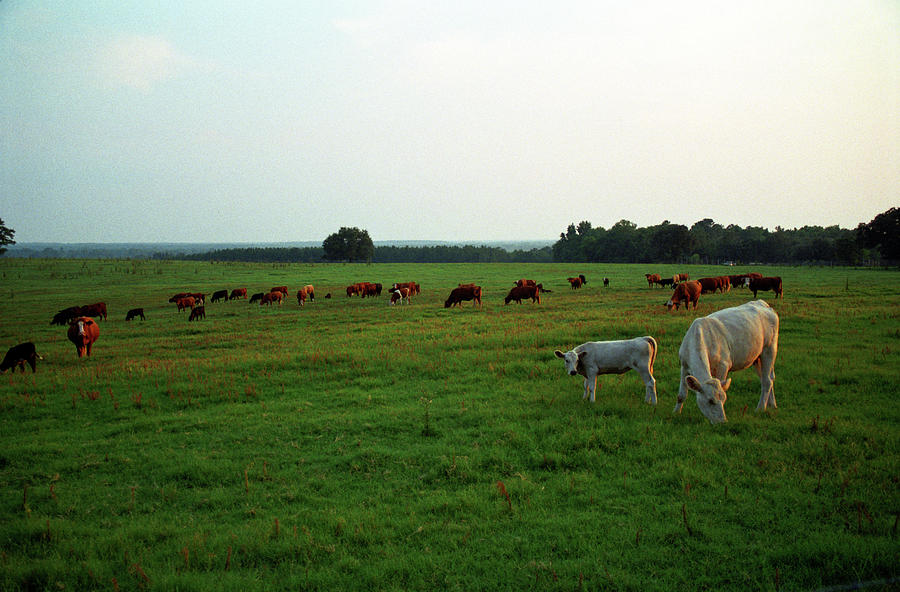 Cows Grazing, Lyons, Georgia Photograph by Jason Quick