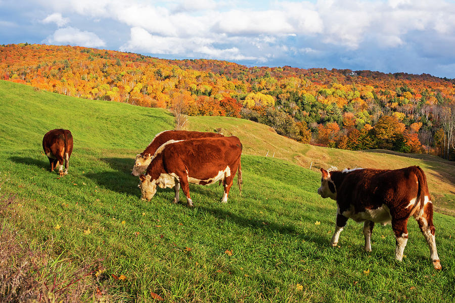 Cows Grazing on the Hillside Jenne Farm Reading VT Fall Foliage Mountain Photograph by Toby McGuire
