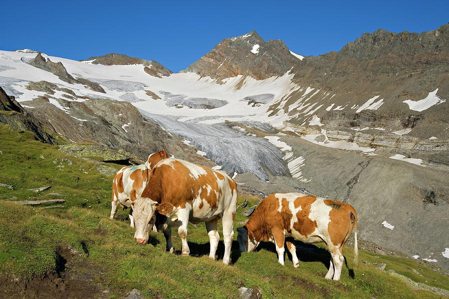 Cows Digital Art by Hans-georg Eiben