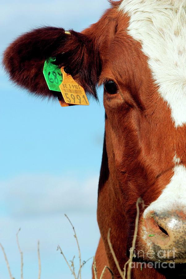 Cows Head Photograph by John Thys/reporters/science Photo Library