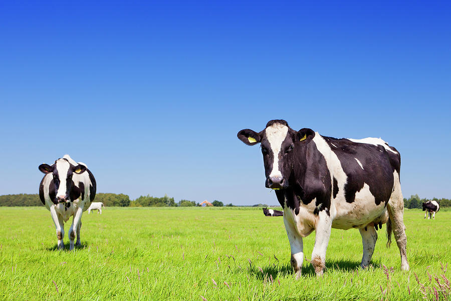 Cows In A Fresh Grassy Field On A Clear Photograph by Sara winter