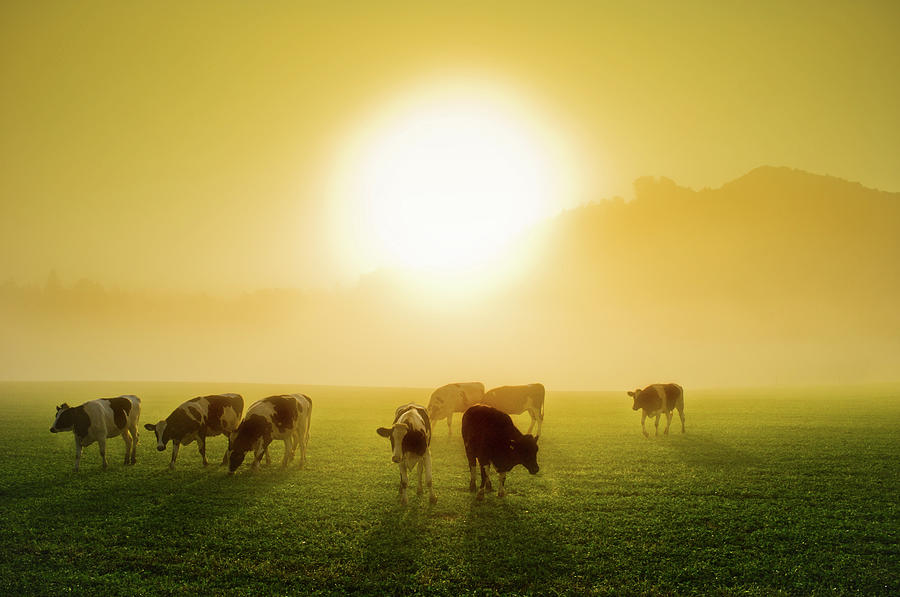 Cows In A Meadow At Sunrise Photograph by Vm