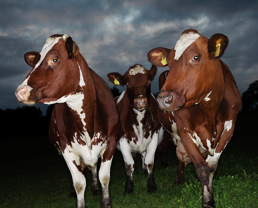 Cows In Evening Light Photograph by Roine Magnusson