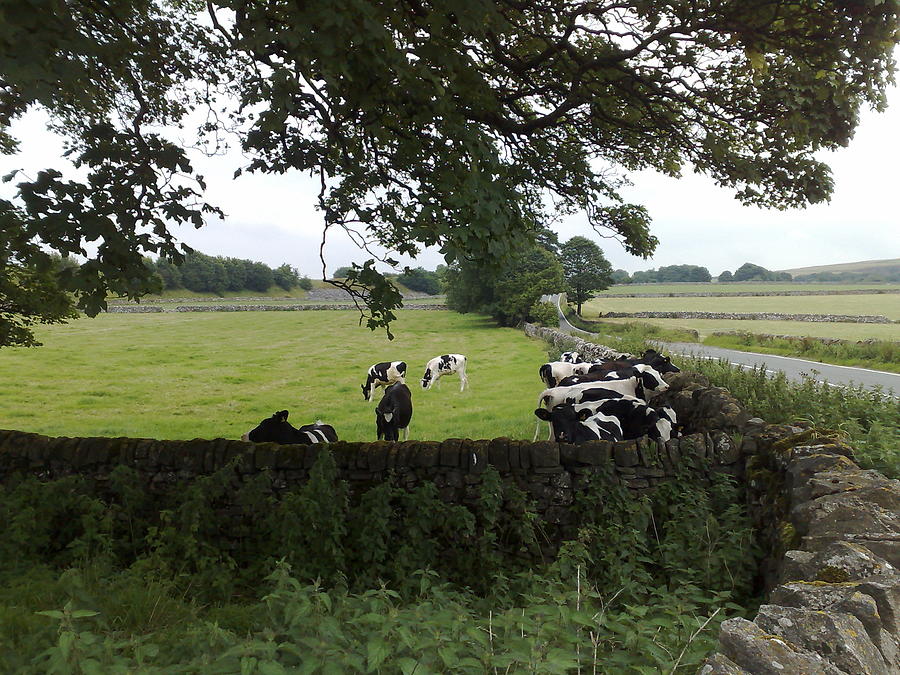 Cows In Field Near Derby Photograph by Mark Hillary