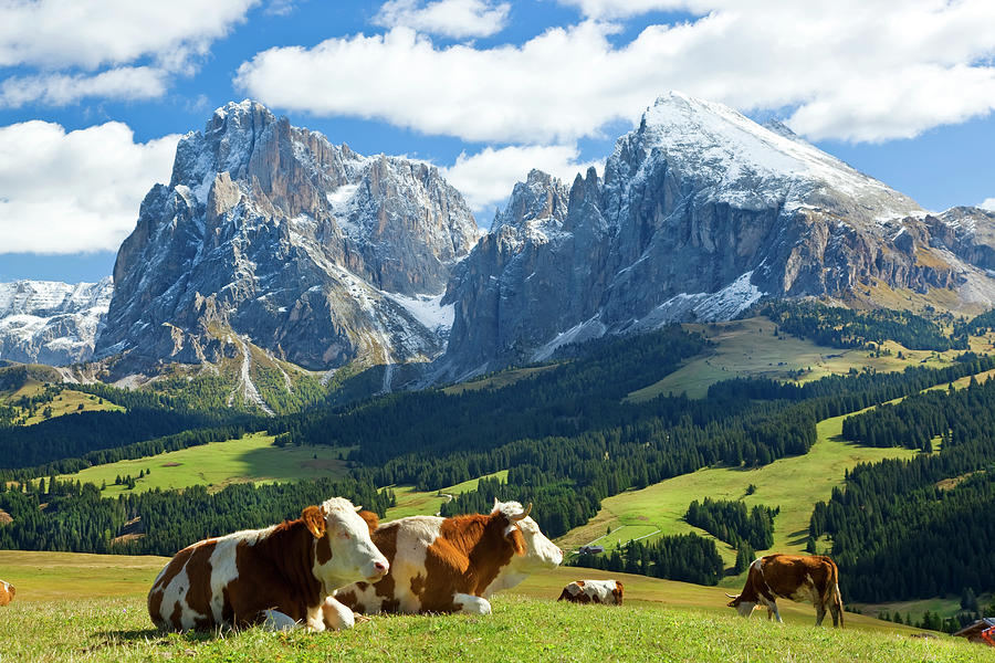 Cows In Fields, South Tyrol, Italy Photograph by Peter Adams