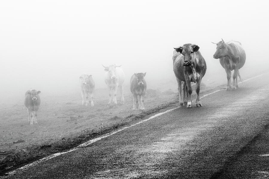 Cows In Fog Photograph by Ramón Espelt Photography