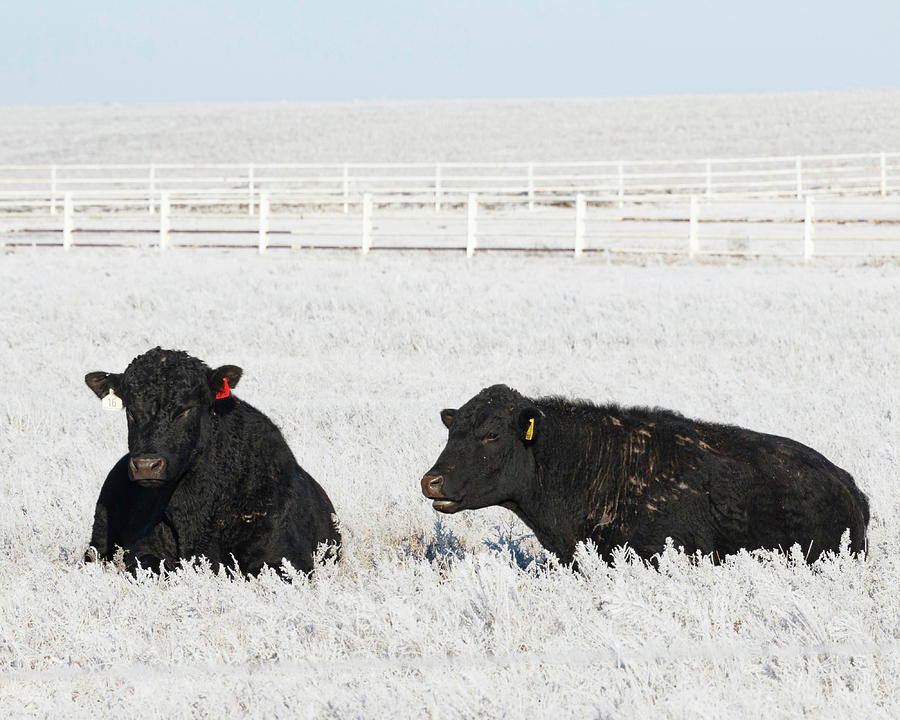 Cows in Frost 01 Photograph by Rob Graham Cows in Frost 01 Photograph by Rob Graham