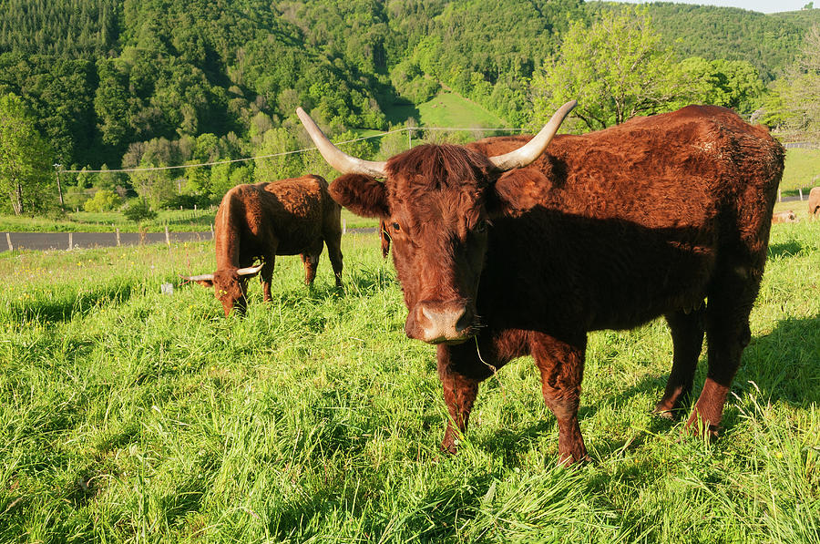 Cows In Pasture Photograph by John Elk Iii
