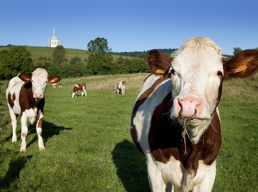 Cows In Pasture Near Village Mouthier-haute-pierre, Franche-comte, France Photograph by Jalag / Sophie Henkelmann