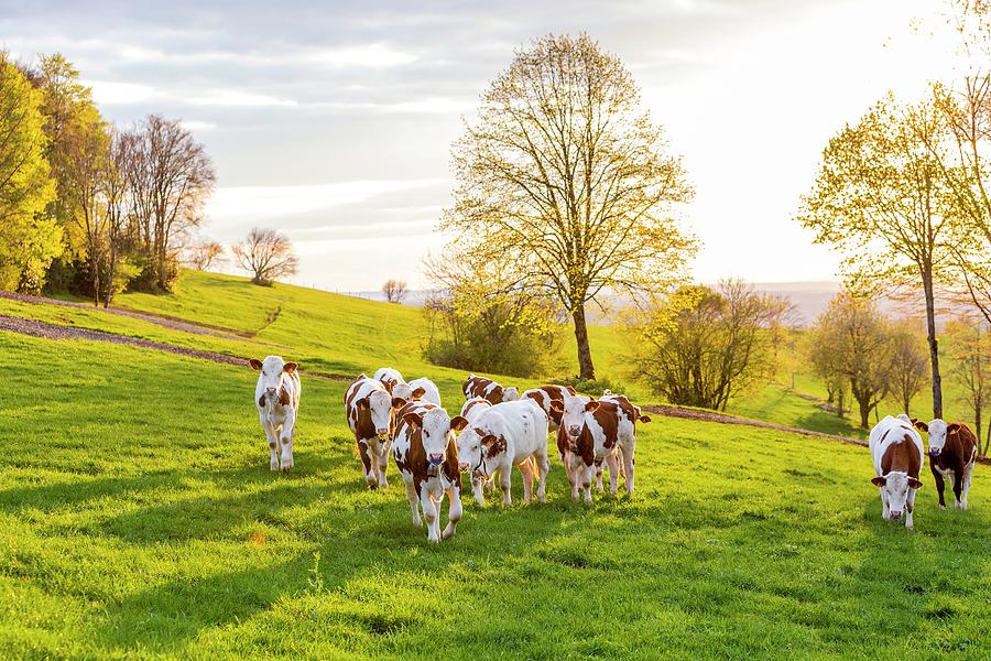 Cows In Pasture Digital Art by Sebastian Wasek