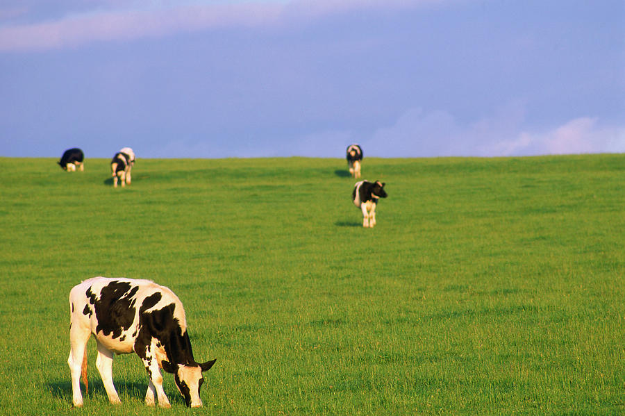 Cows In Pasture, Uk Photograph by Peter Adams
