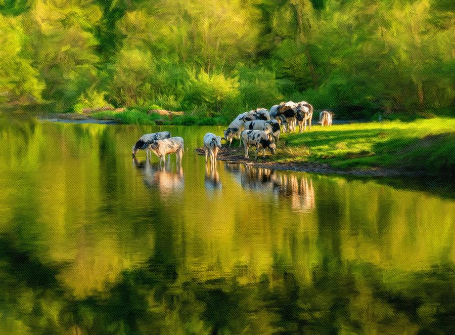 Cows in River Dee outside Llangollen in Wales Photograph by Steven Heap