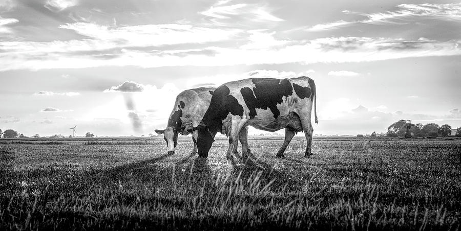 Cows in Sunset Light on the Farm in Black and White Photograph by Debra and Dave Vanderlaan
