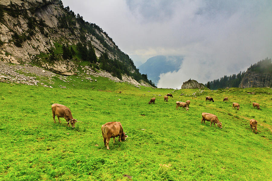 Cows In Swiss Alps Photograph by Matthew Crowley Photography