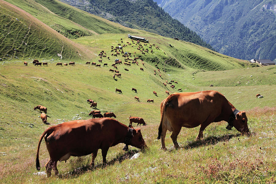 Cows In Tarentaise Valley - Tarine Race Photograph by Martial Colomb