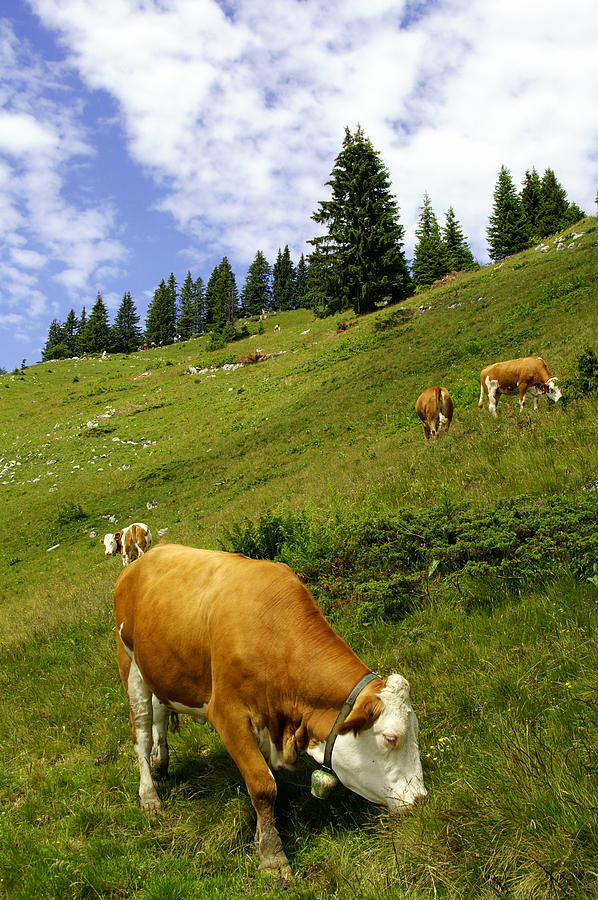Cows In The Mountains 2 Photograph by Schnuddel