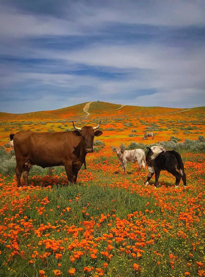 Cows In The Poppies Photograph