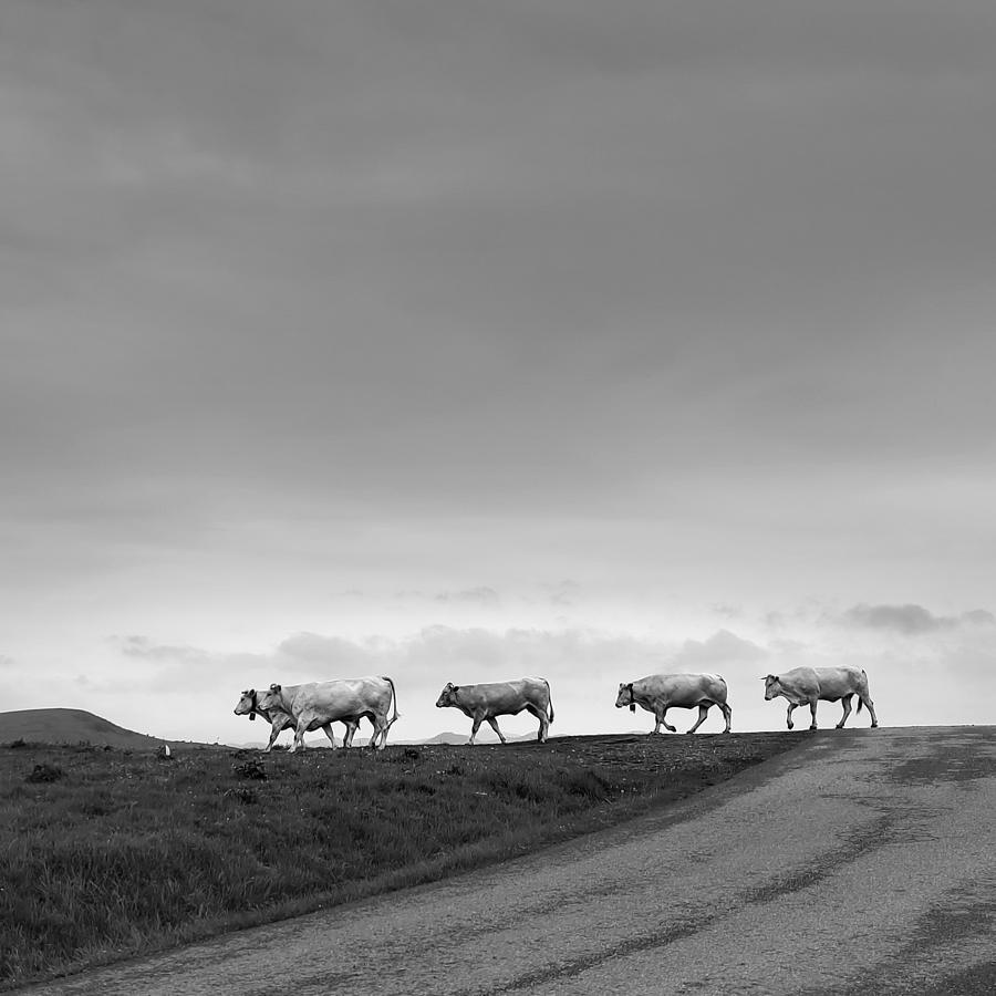 Cows In The Pyrenees Photograph by Fred Louwen