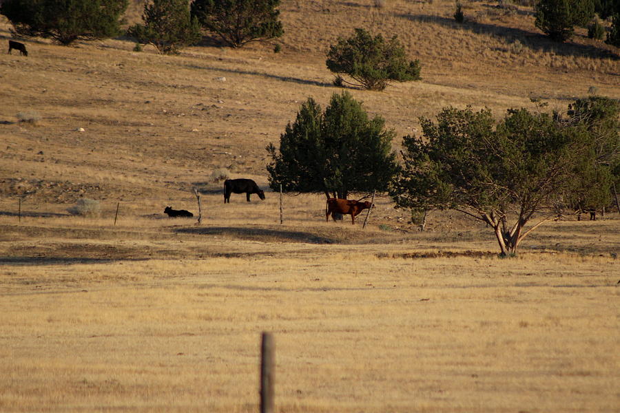 Cows in Utah Pastureland  Photograph by Colleen Cornelius