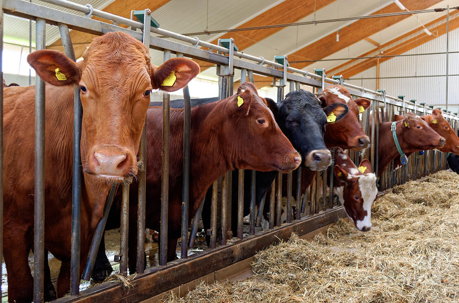 Cows Inside A Barn Photograph By Ingemar Magnusson