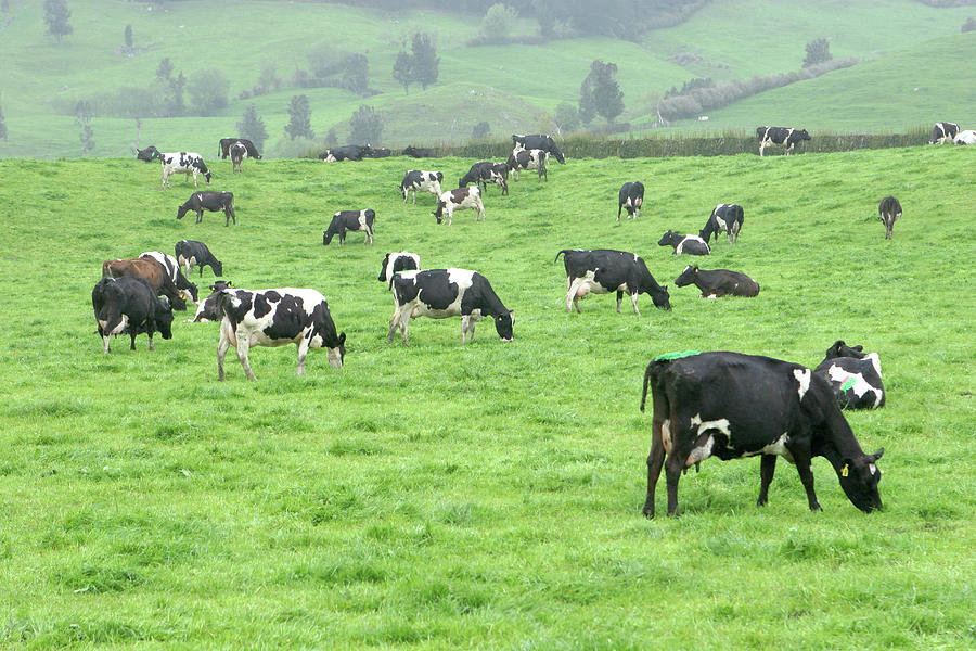 Cow Photograph - Cows by Kreicher