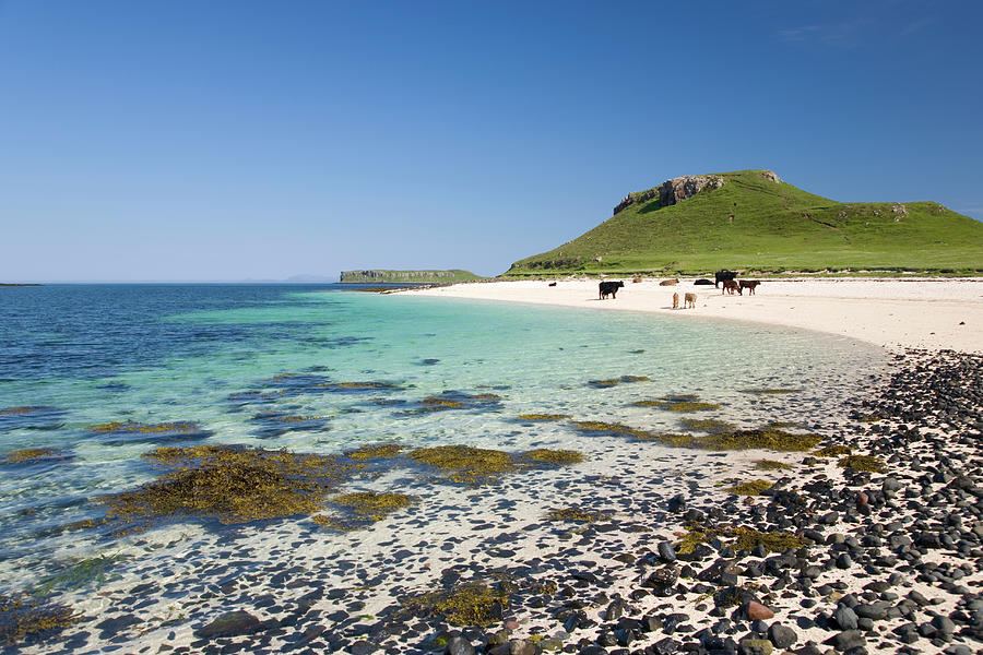 Cows On Coral Beach, Near Dunvegan Photograph by David C Tomlinson