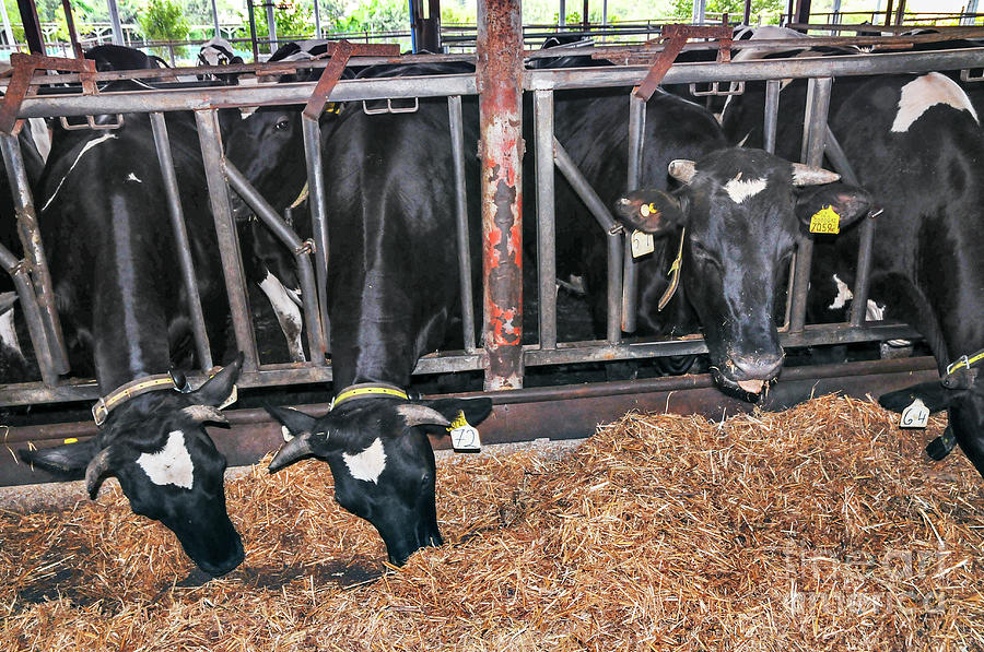 Cows On Dairy Farm Photograph by Photostock-israel/science Photo Library