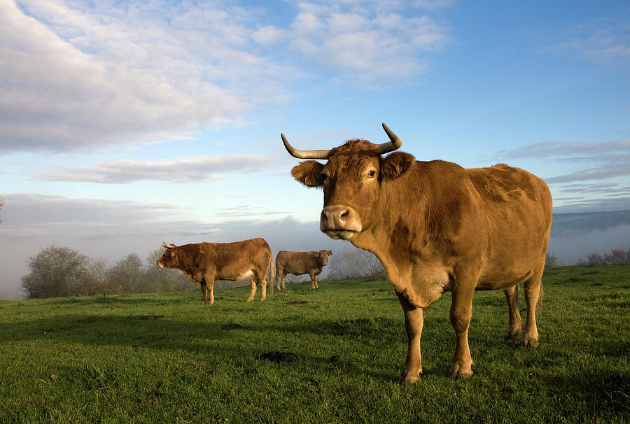 Cows On Field Digital Art by Tim Mannakee
