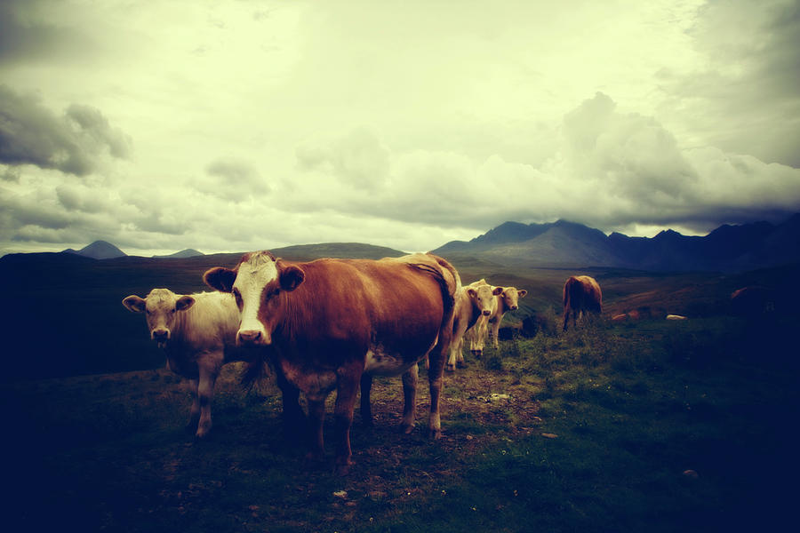 Cows On Isle Of Skye Photograph by Tinyevilhog