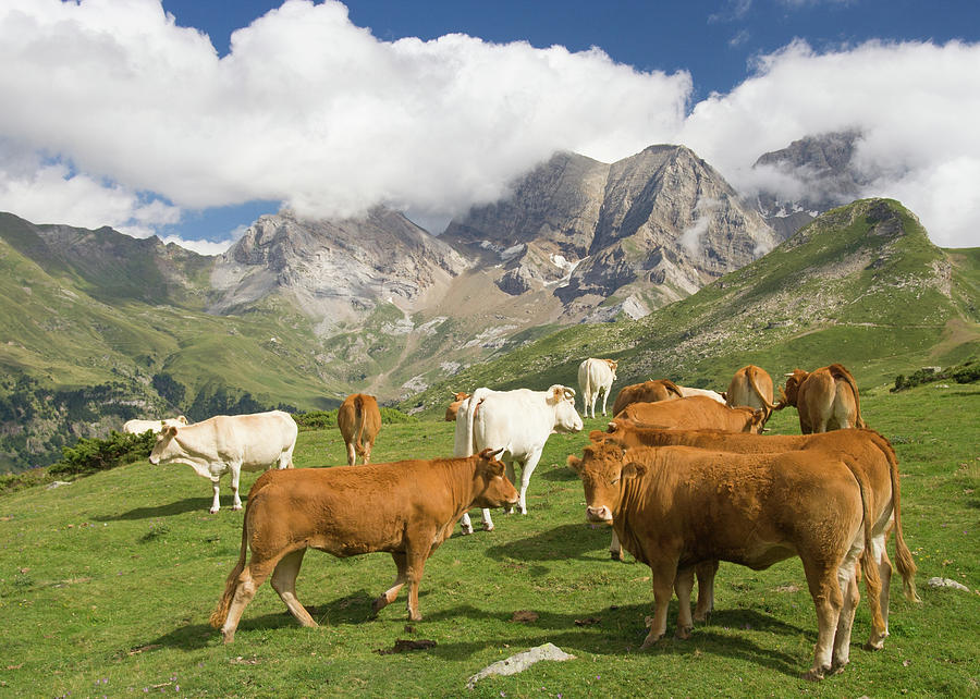 Cows On Mountains Near Gavarnie Photograph by Andrew Luyten