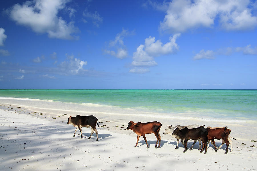 Cows On Paradise Beach Photograph by Johansjolander
