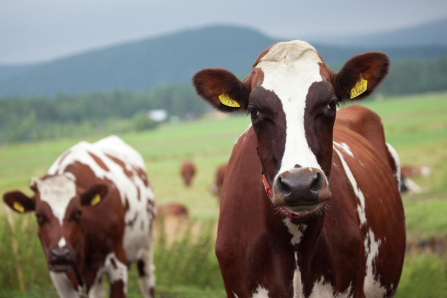 Cows On Pasture Photograph by Dag Sundberg