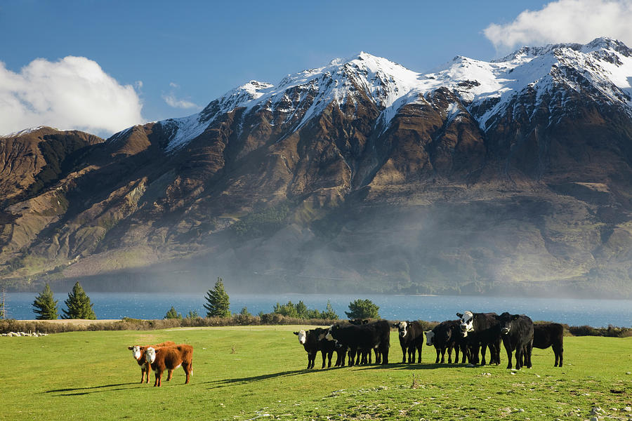 Cows On The Shores Of Lake Wakatipu At Photograph by David Clapp Cows On The Shores Of Lake Wakatipu At Photograph by David Clapp